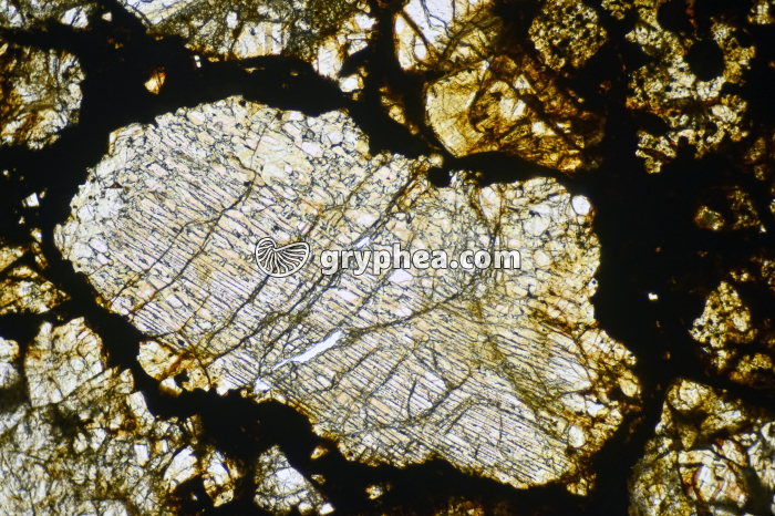 Météorite LPNA x16 - gryphea.com